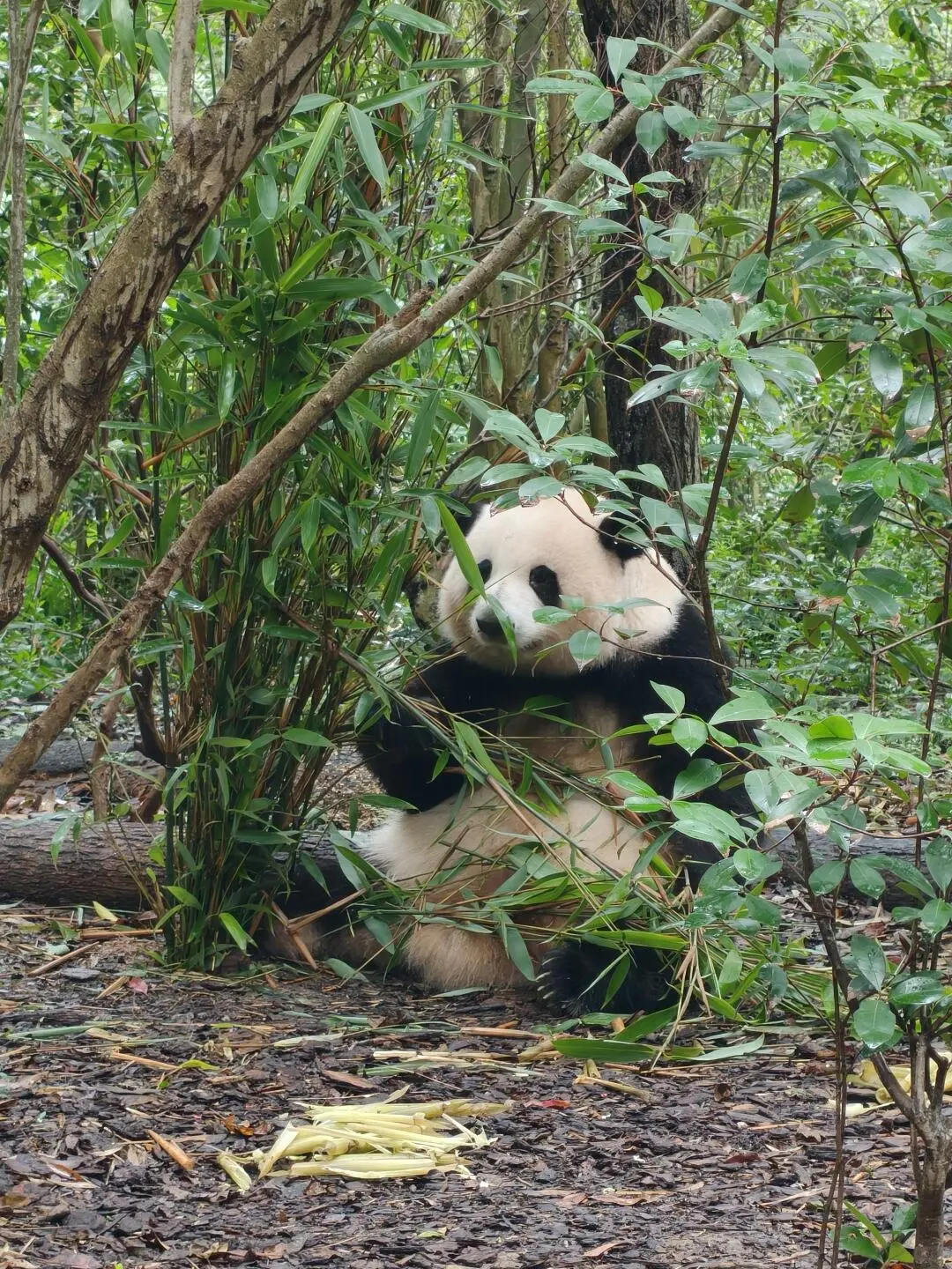 成都大熊貓繁育研究基地 6