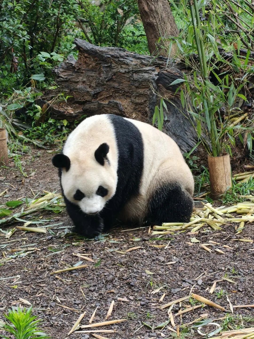 成都大熊貓繁育研究基地 5