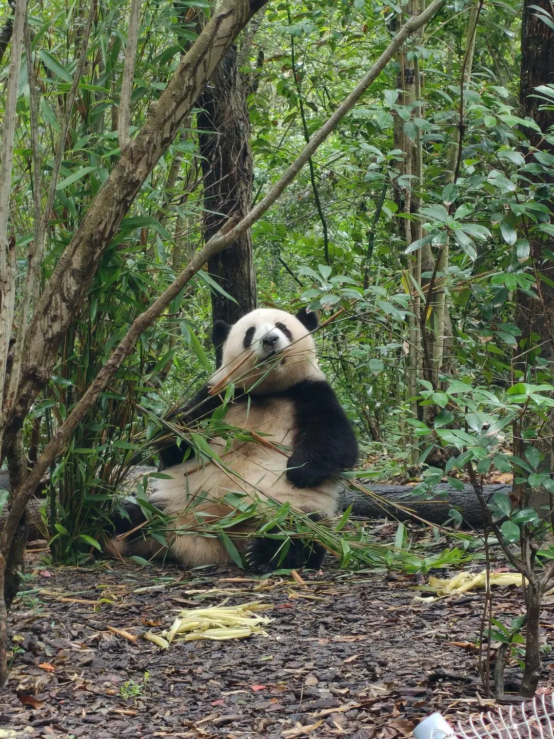 成都大熊貓繁育研究基地 4