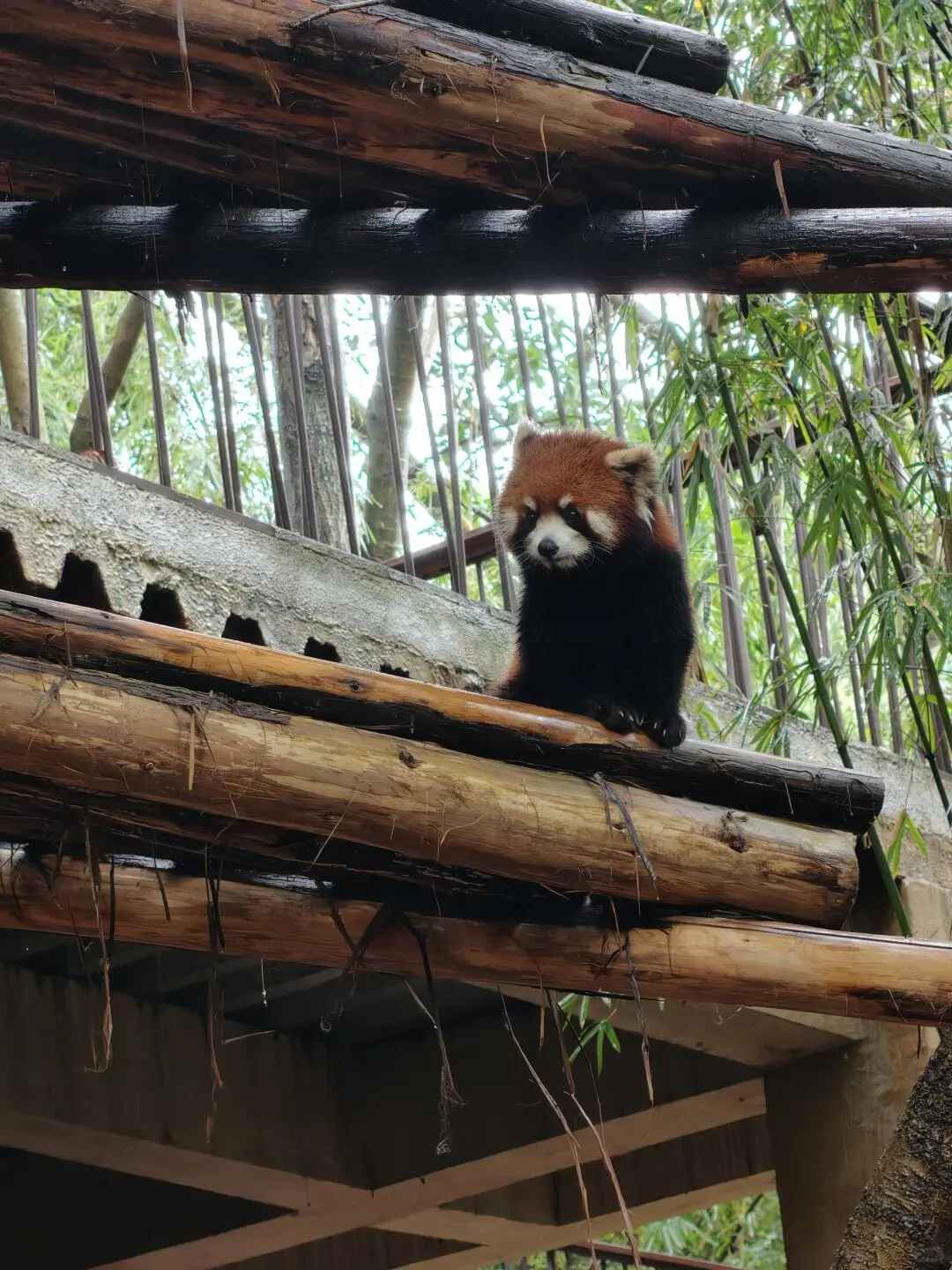 成都大熊貓繁育研究基地 3