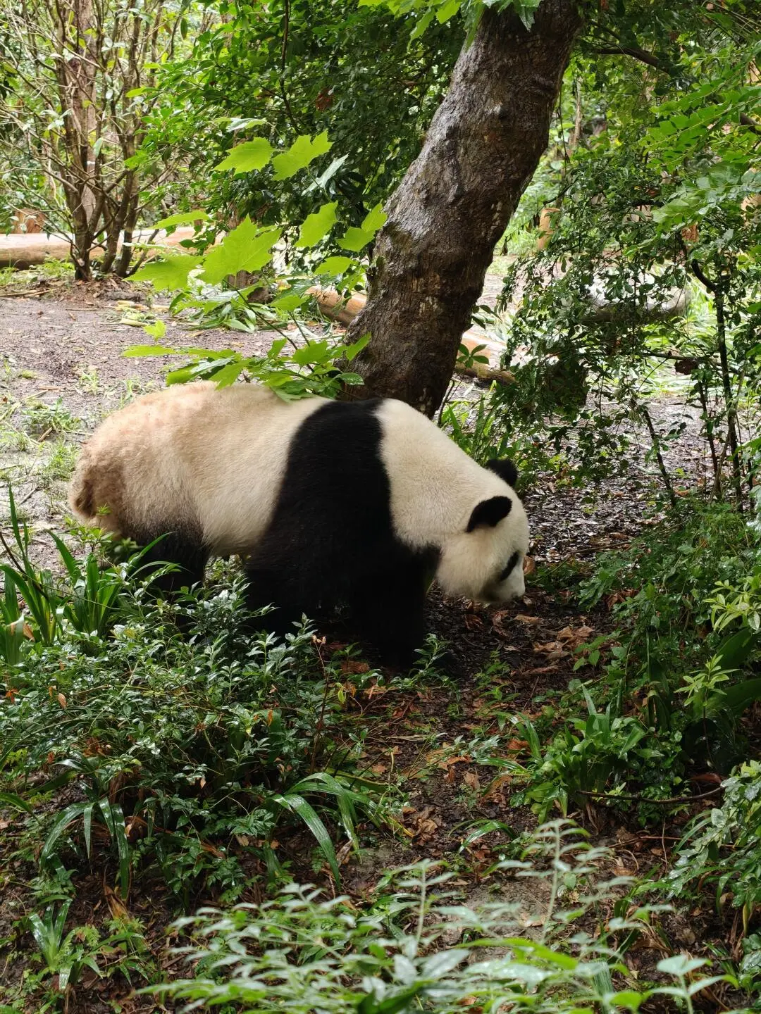 成都大熊貓繁育研究基地 2