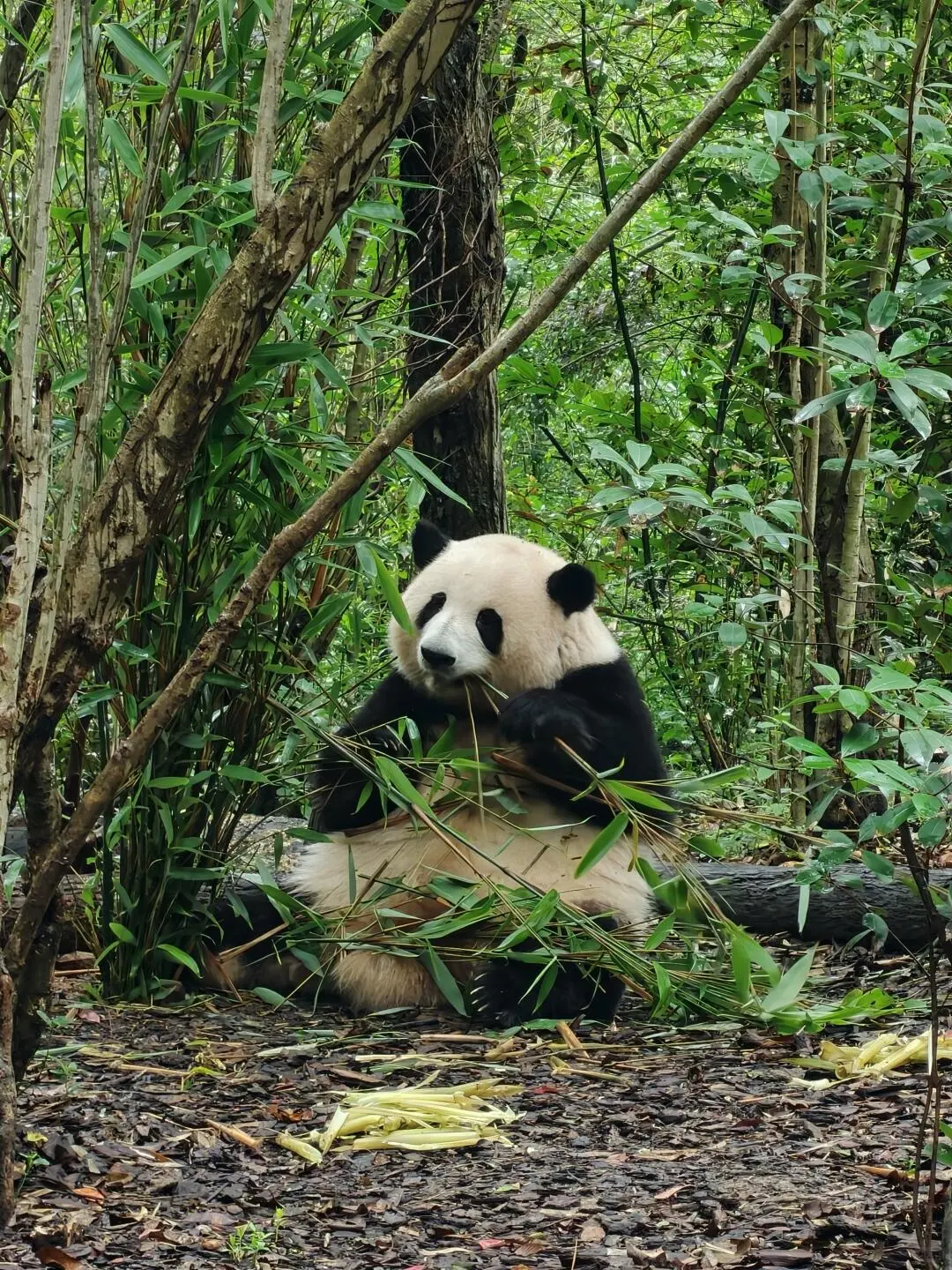 成都大熊貓繁育研究基地 7