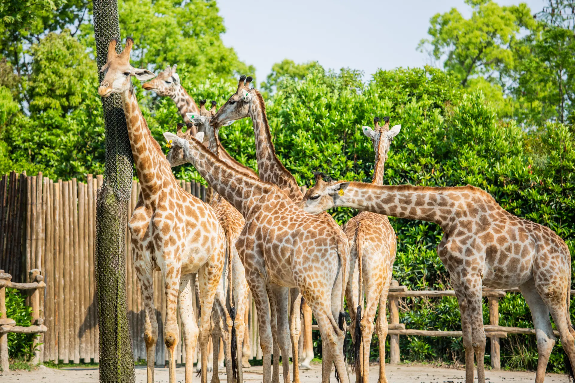 上海野生動物園 1