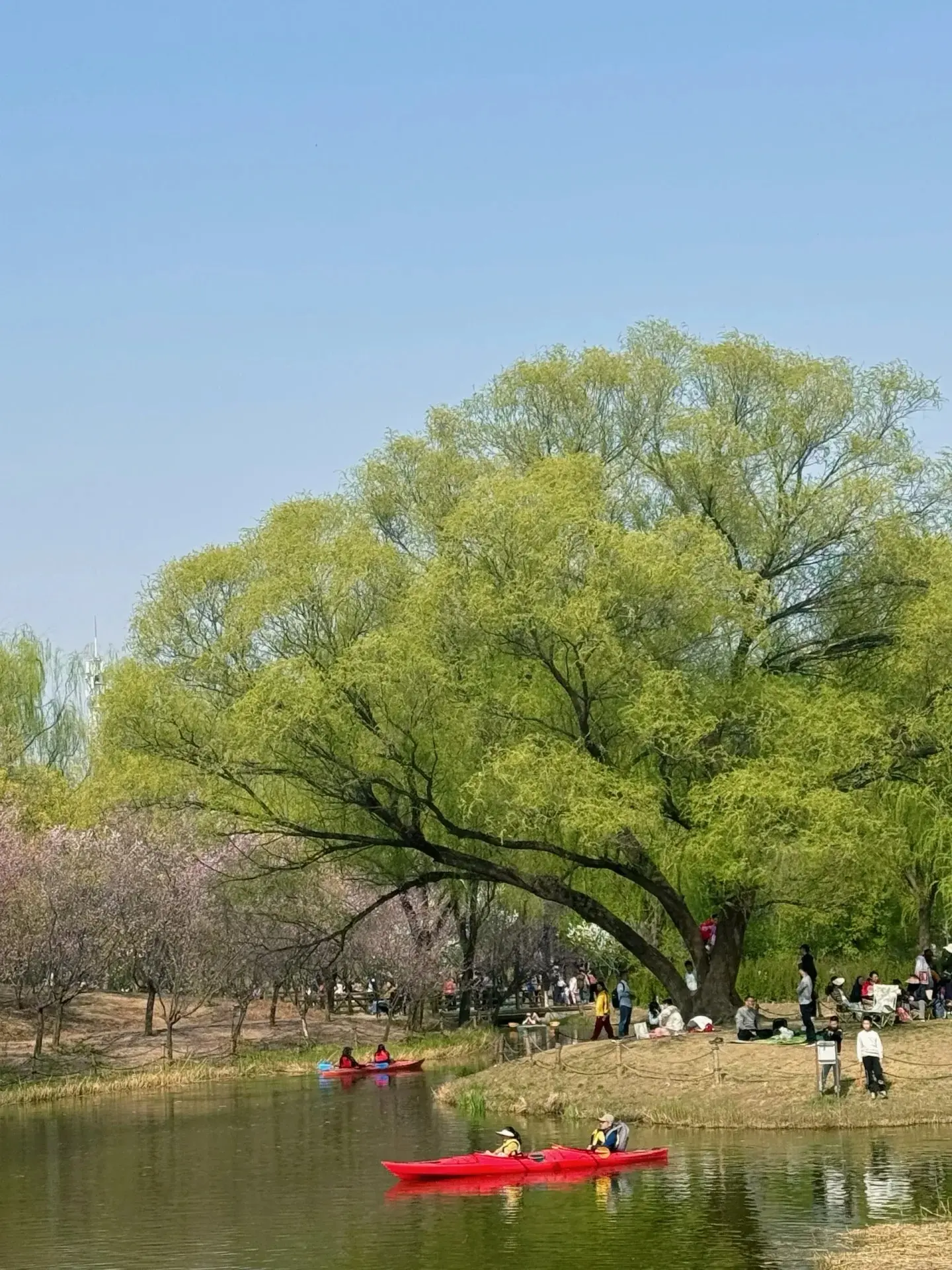 鳥巢 5
