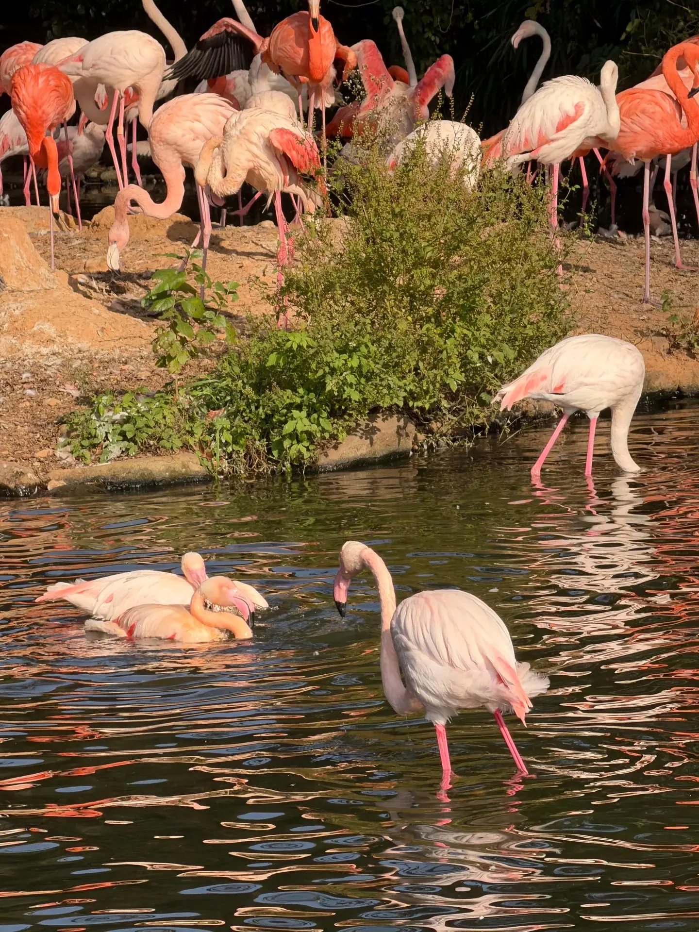 上海野生動物園 3