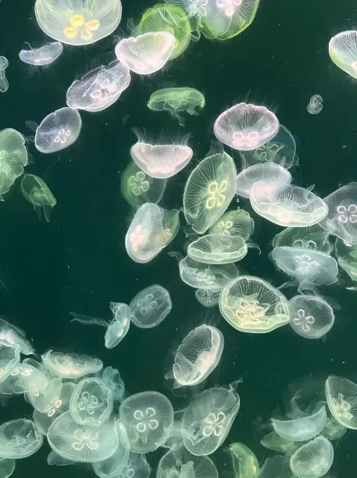 老虎灘海洋公園 2