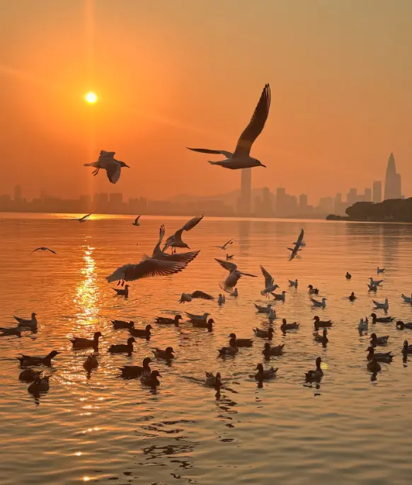 深圳市 1
