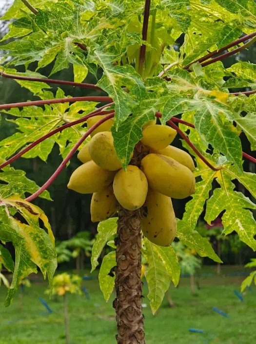 興隆熱帶植物園 2