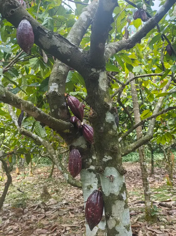 興隆熱帶植物園 5