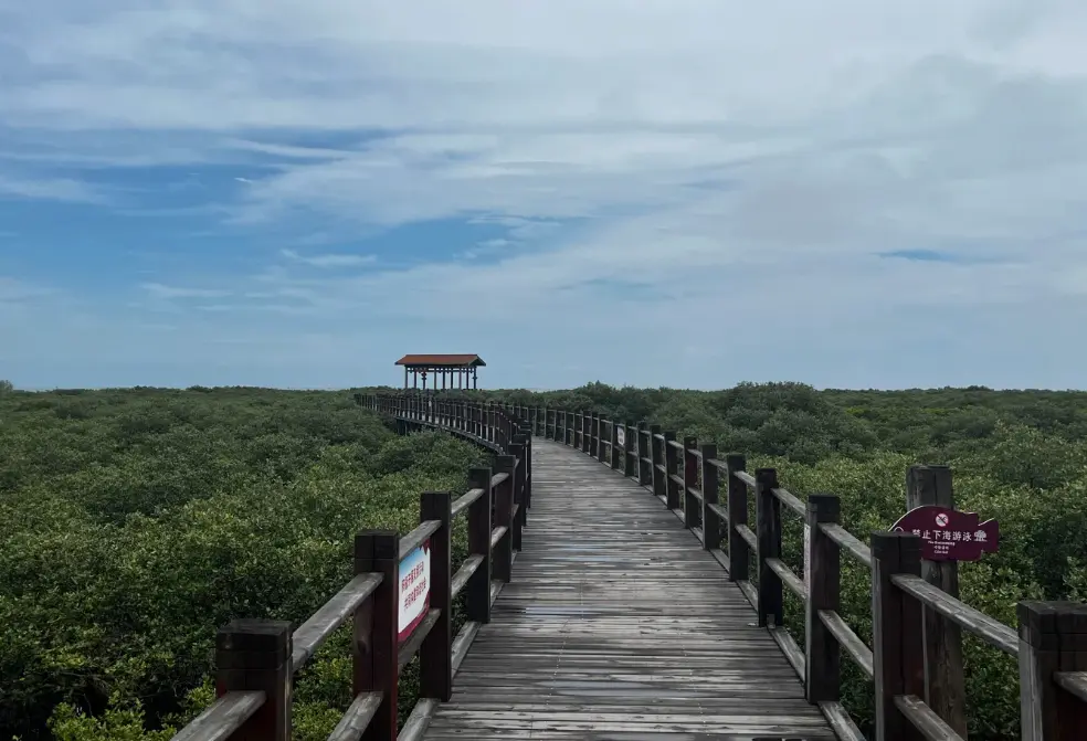 金海灣紅樹林 4