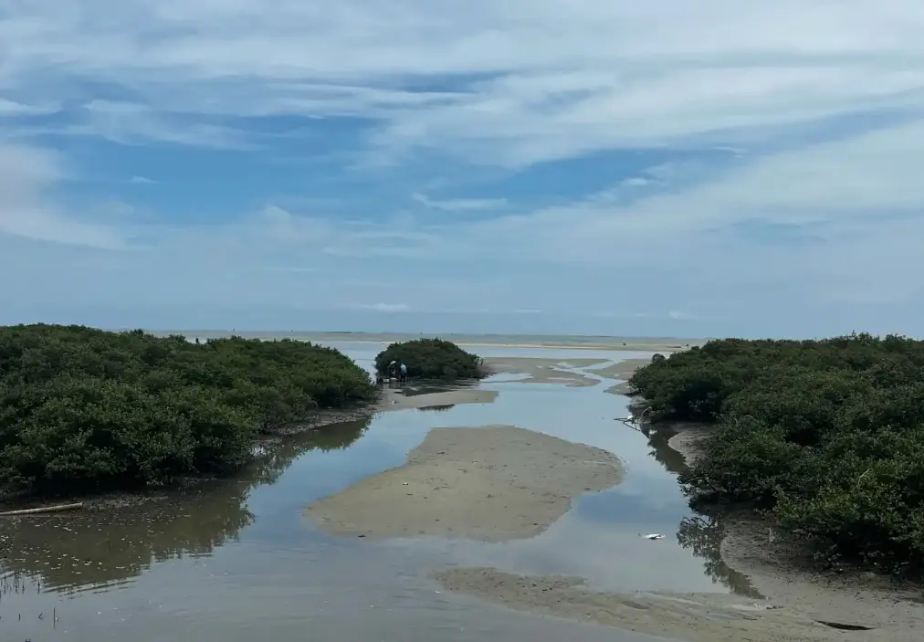 金海灣紅樹林 3
