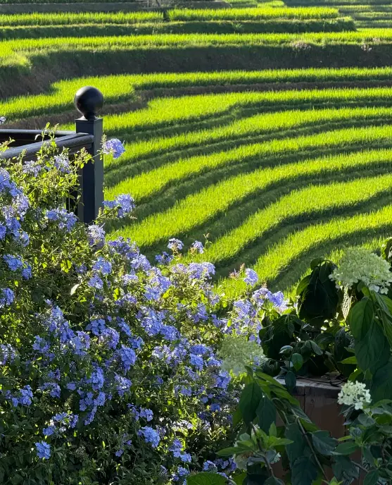 龍脊梯田