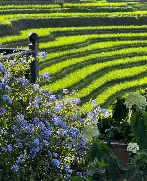 龍脊梯田 1