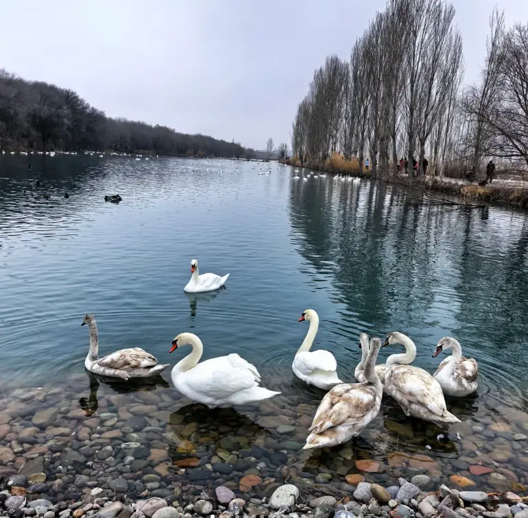 天鵝泉濕地公園 3