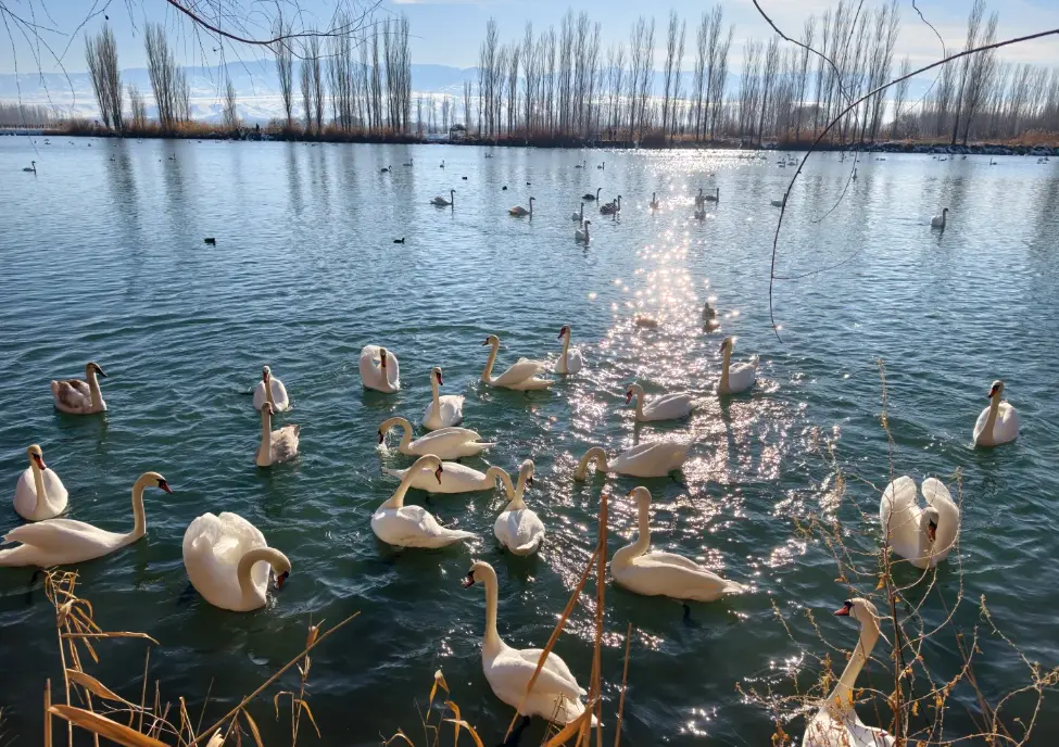 天鵝泉濕地公園 3