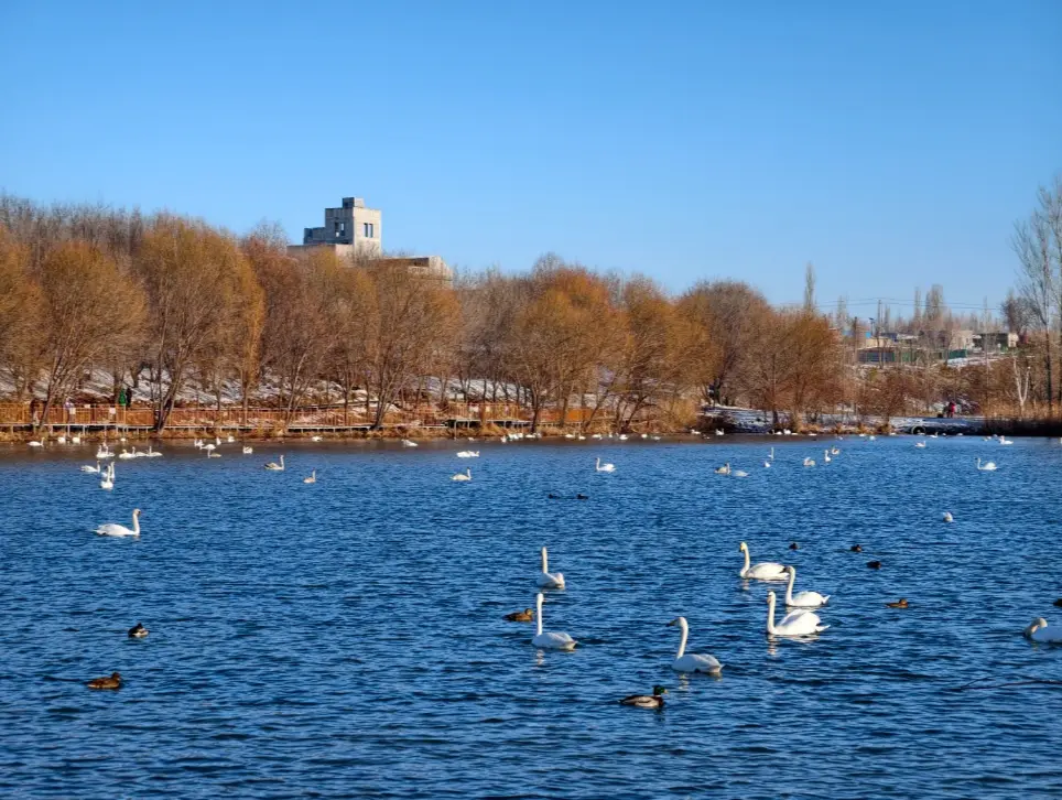 天鵝泉濕地公園 2