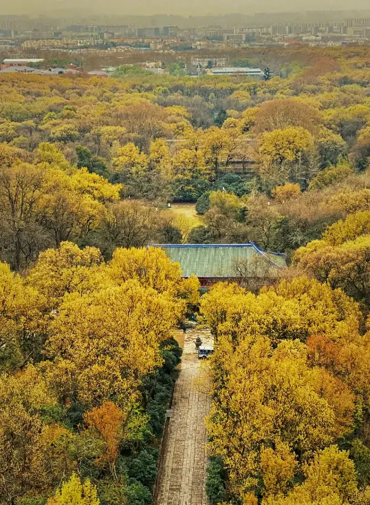 江蘇｜南京鍾山風景名勝區，紫金山人文林海，明陵古跡、民國陵寢與都市綠境共生的金陵山水地標